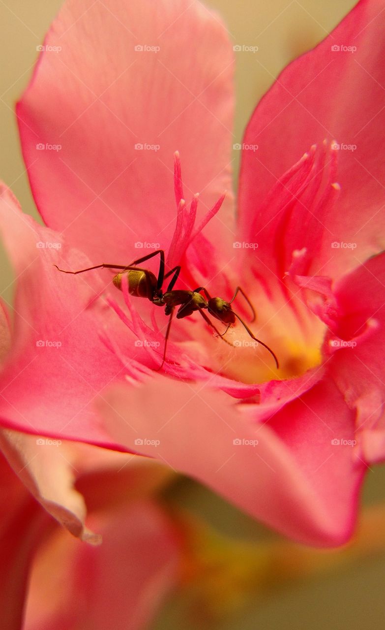 ANT STANDING ON THE FLOWER