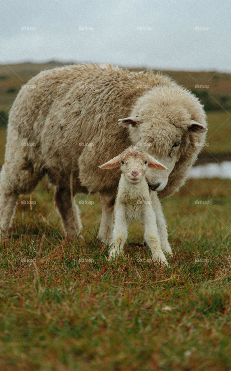 Rio Grande do Sul, Brazil