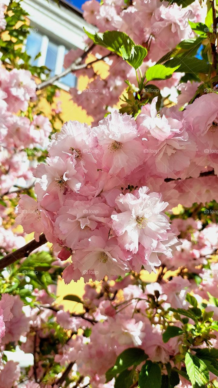 sakura near houses