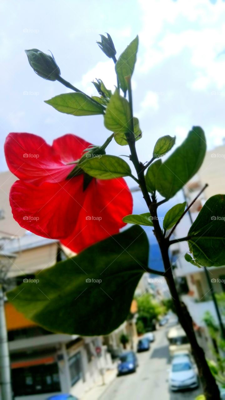 A lonely hibiscus flower overlooking the city of Athens