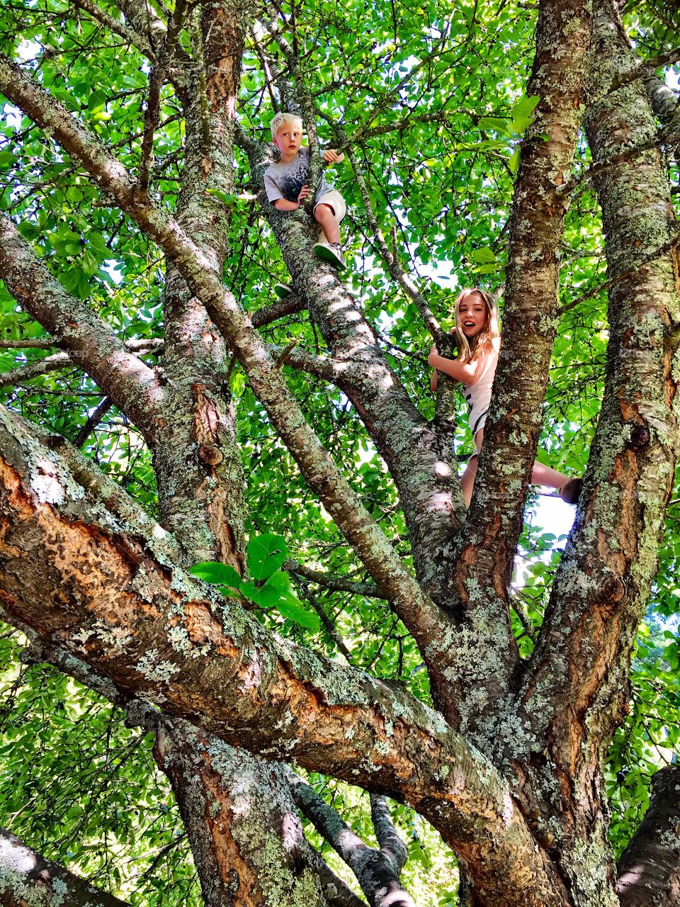 A young boy and girl climbing a tree