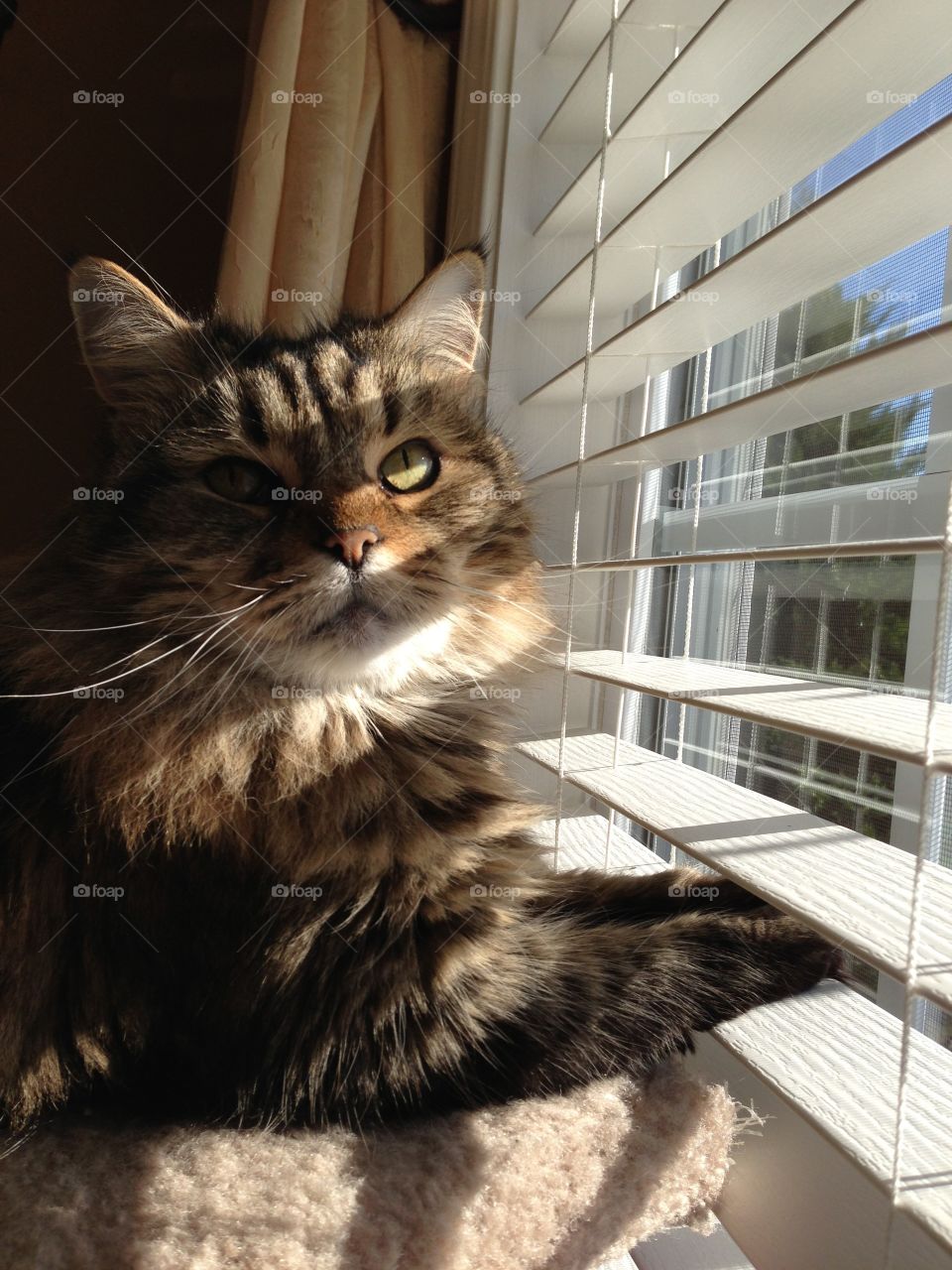 Cat in window