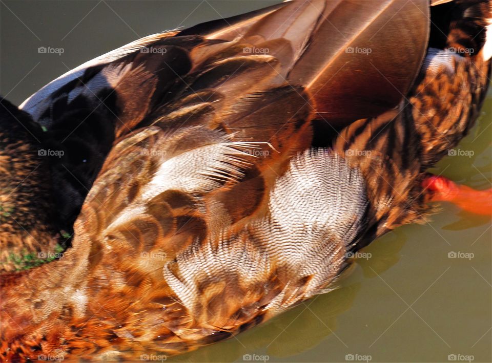 Feather pattern