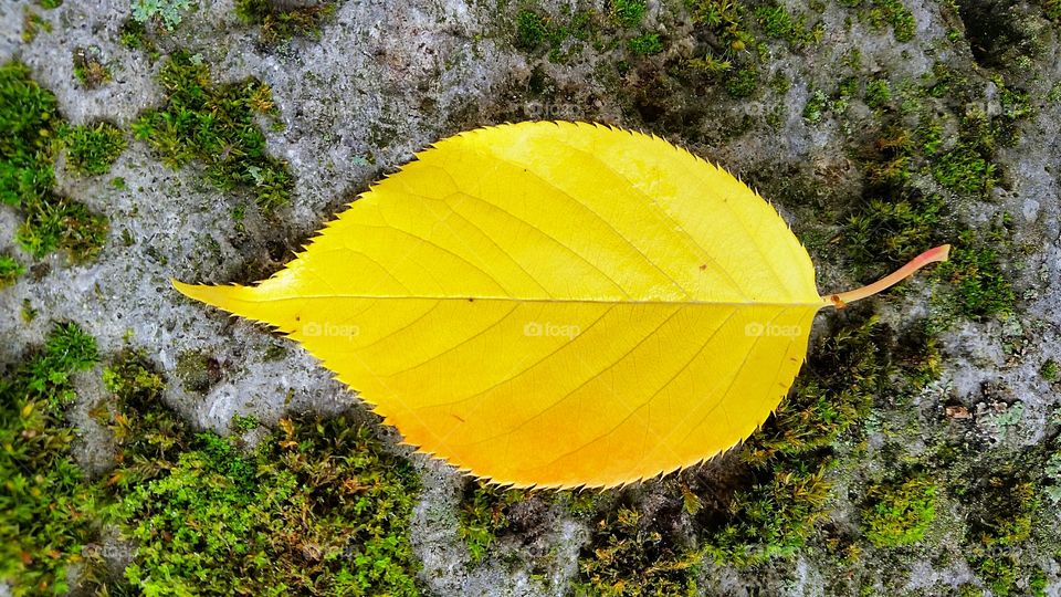 Fallen yellow leaf on a stone with colorful algea