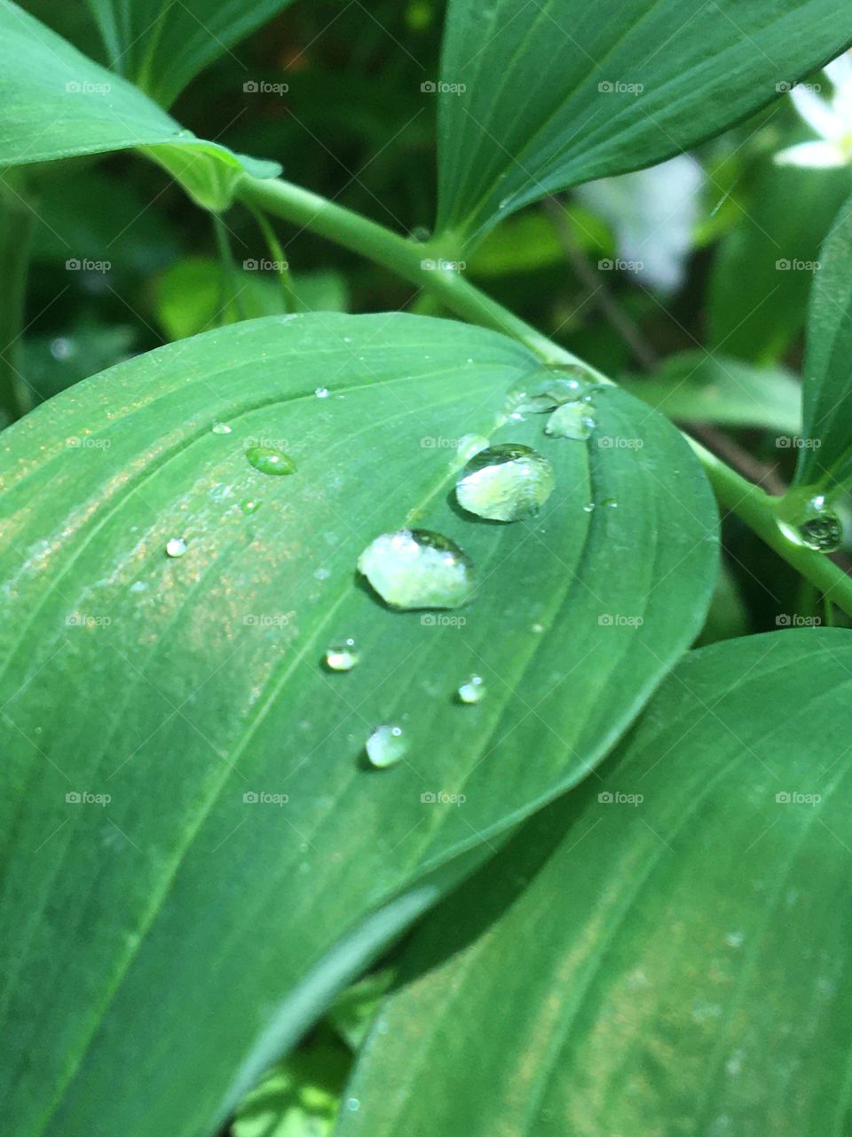 Rain drops after light shower 