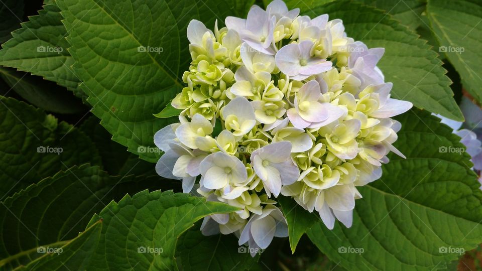 Lindíssimas flores com pétala em formação.
