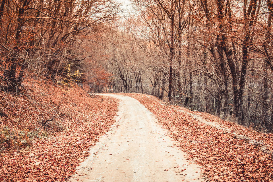 Tree, Wood, Fall, Winter, Nature