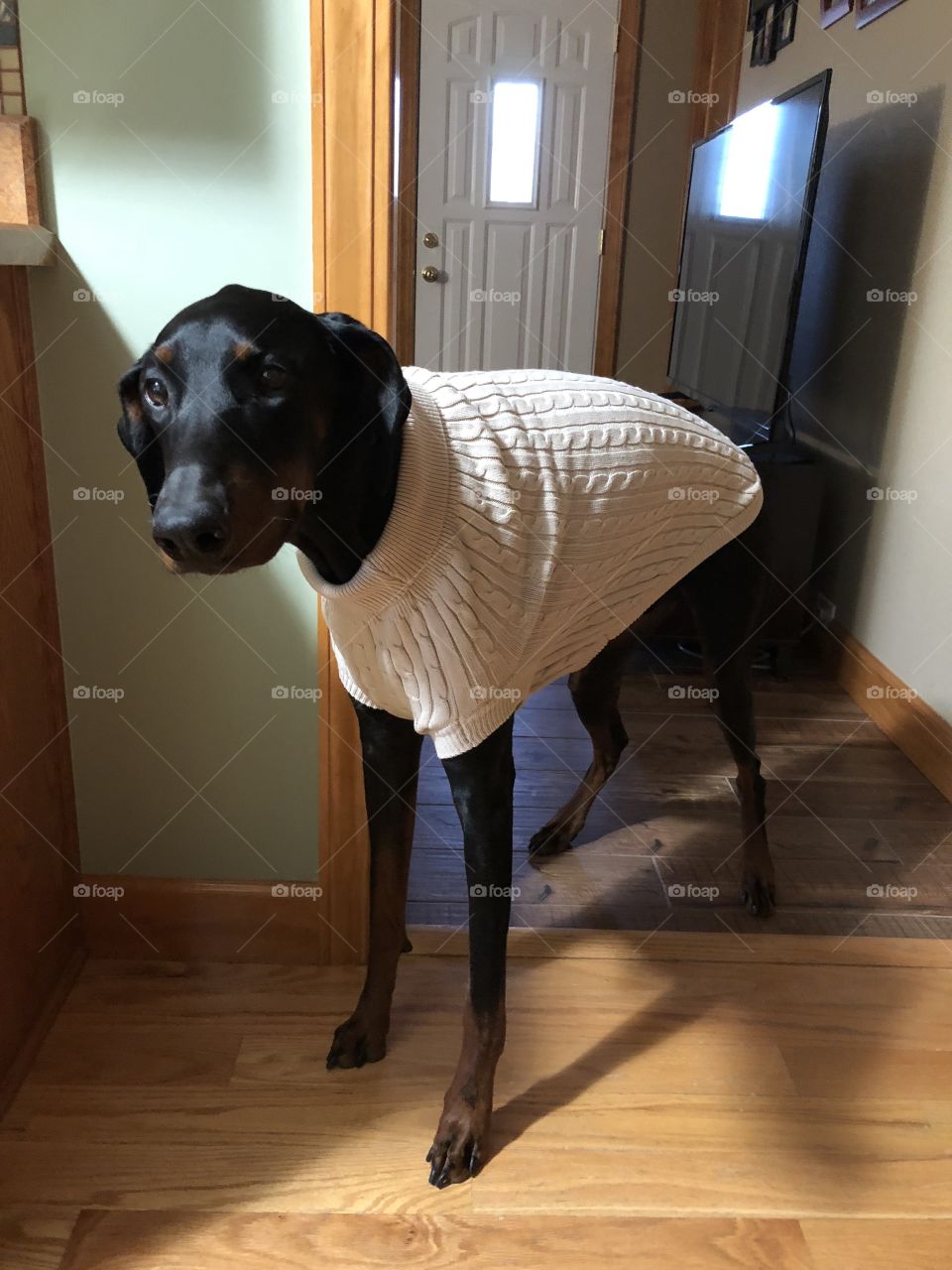 Doberman trying on new sweater