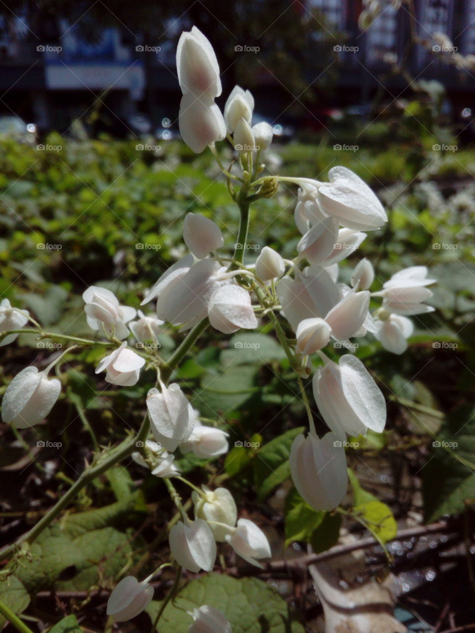 White flowers on the vine