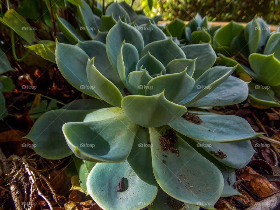 Suculenta Gigante Verde