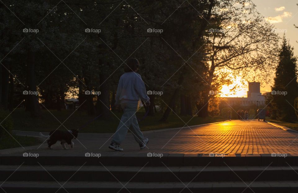 walk with the dog in the park, the sun at sunset.