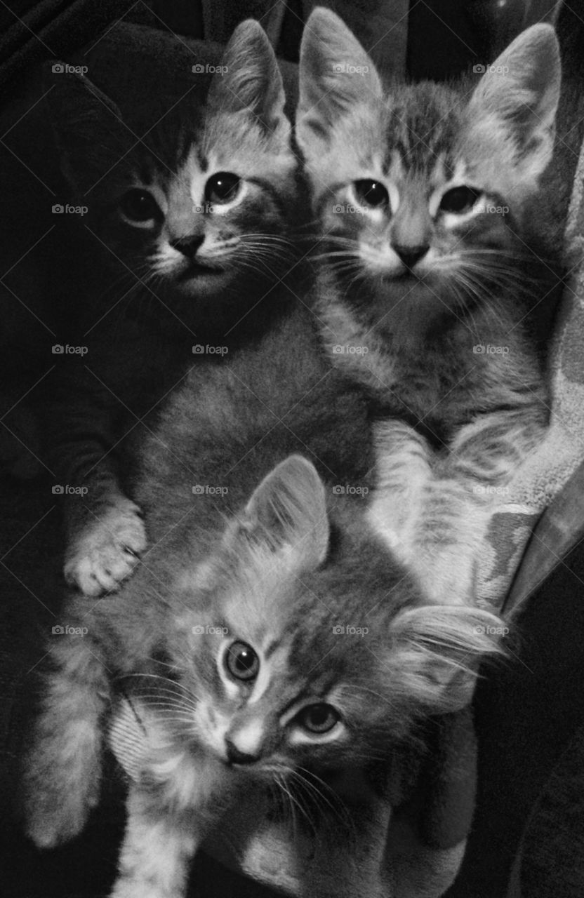 Grey kittens