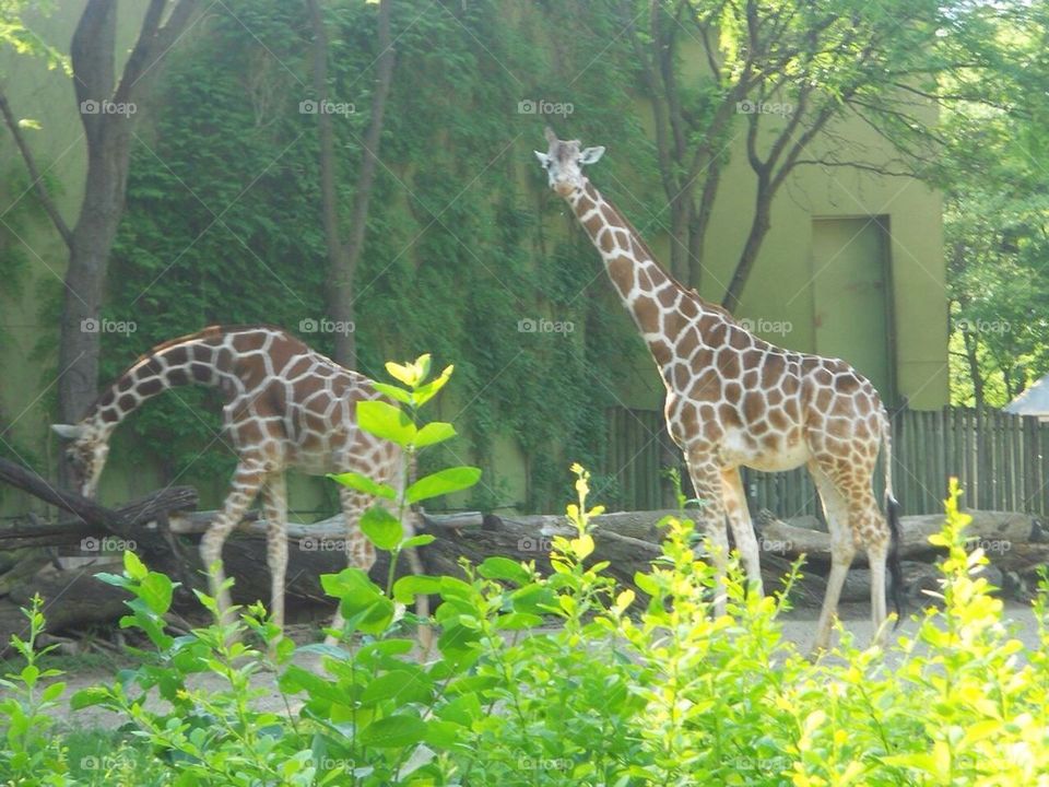 Pair of Giraffes 