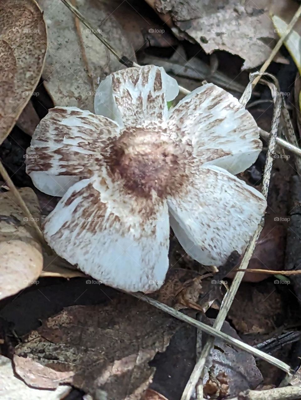 flower shaped mushroom