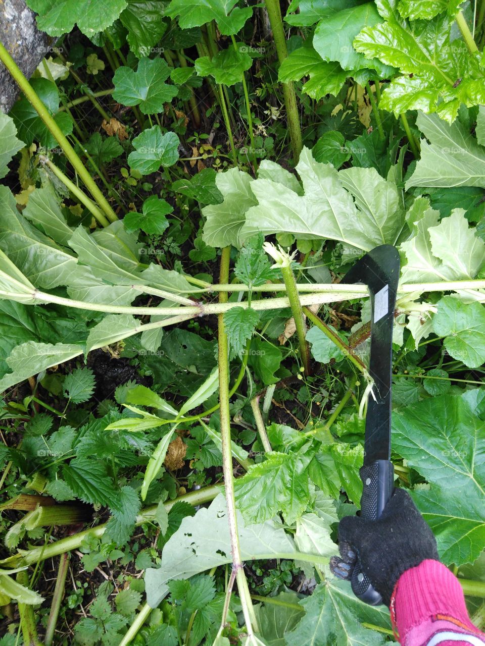 Борьба с борщевиком