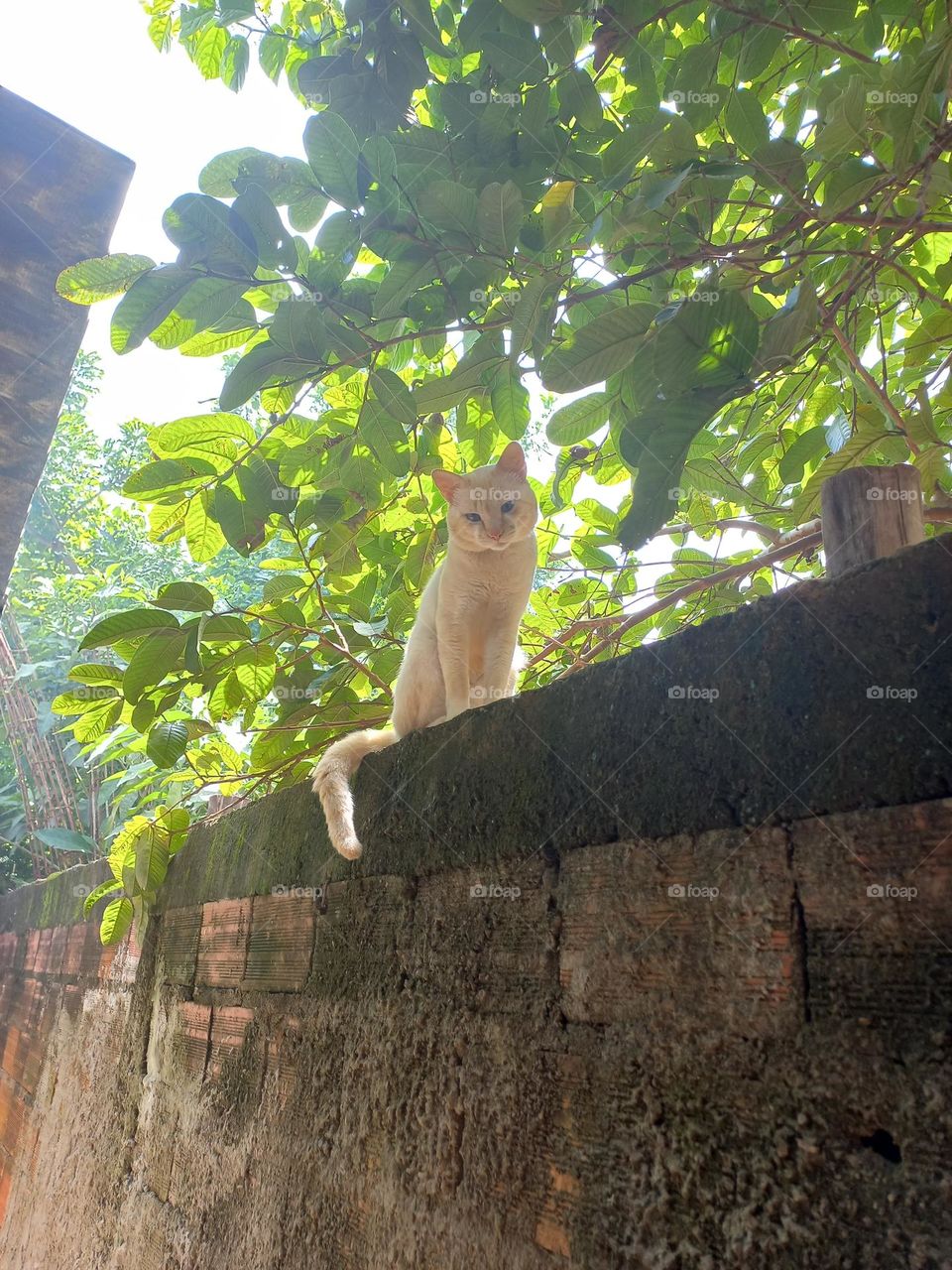 Gatinho belo, manhoso e  sapeca, fazendo pose de modelo em cima do muro, com um olhar encantador