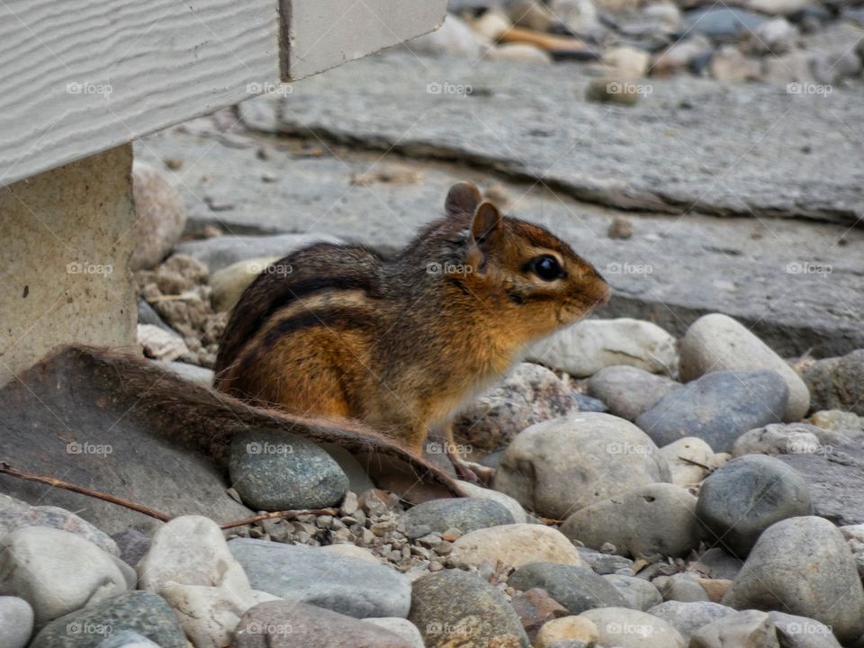 chipmunk