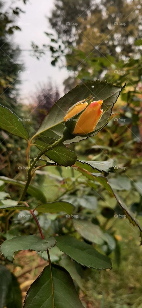 Nice yellow rose bud in autumn