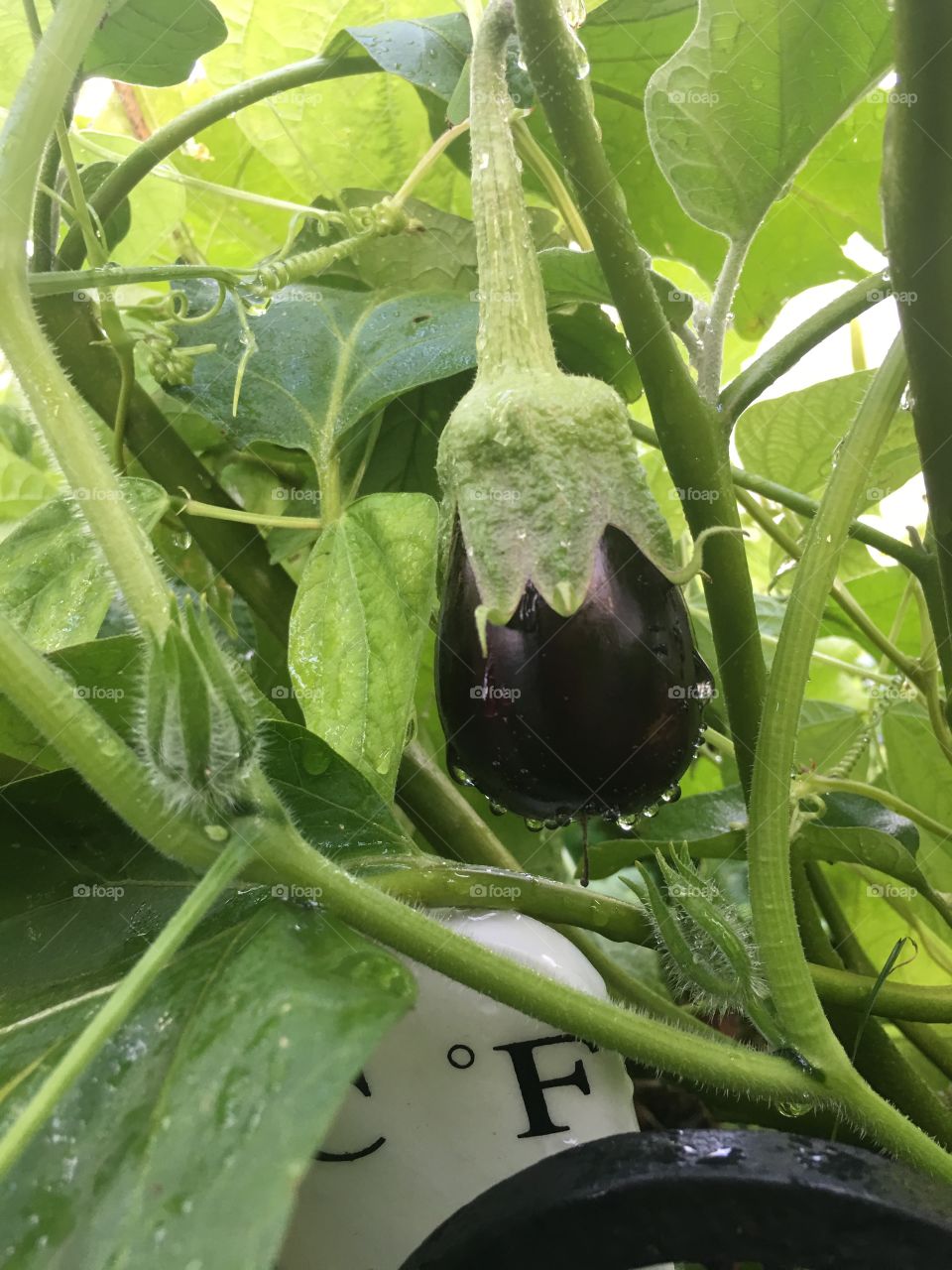 A baby eggplant beautiful purple fresh organic delicious almost ready for picking