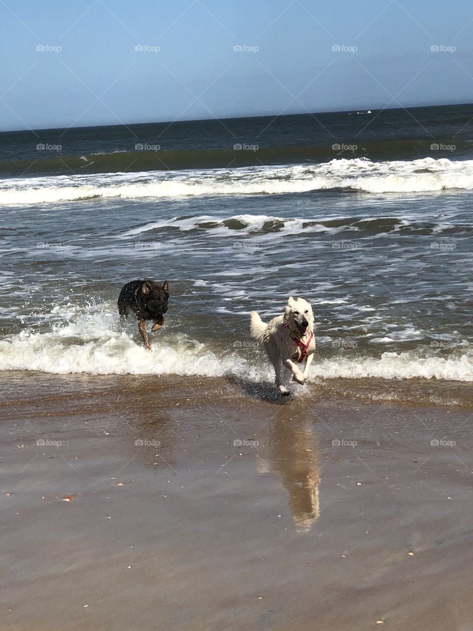 Pups at the beach
