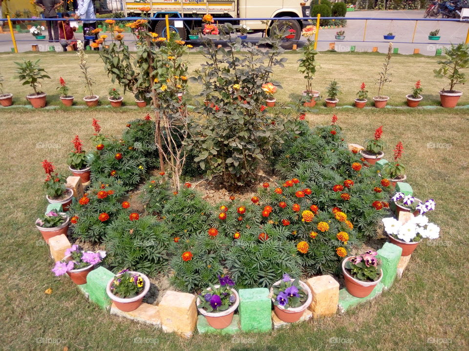 Flower, Garden, People, Summer, Flora