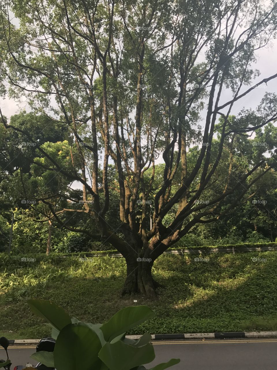 perfectly symmetrical tree