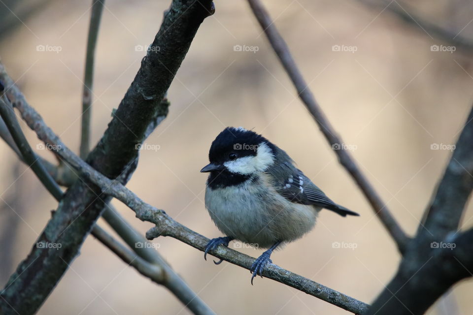 Coal tit