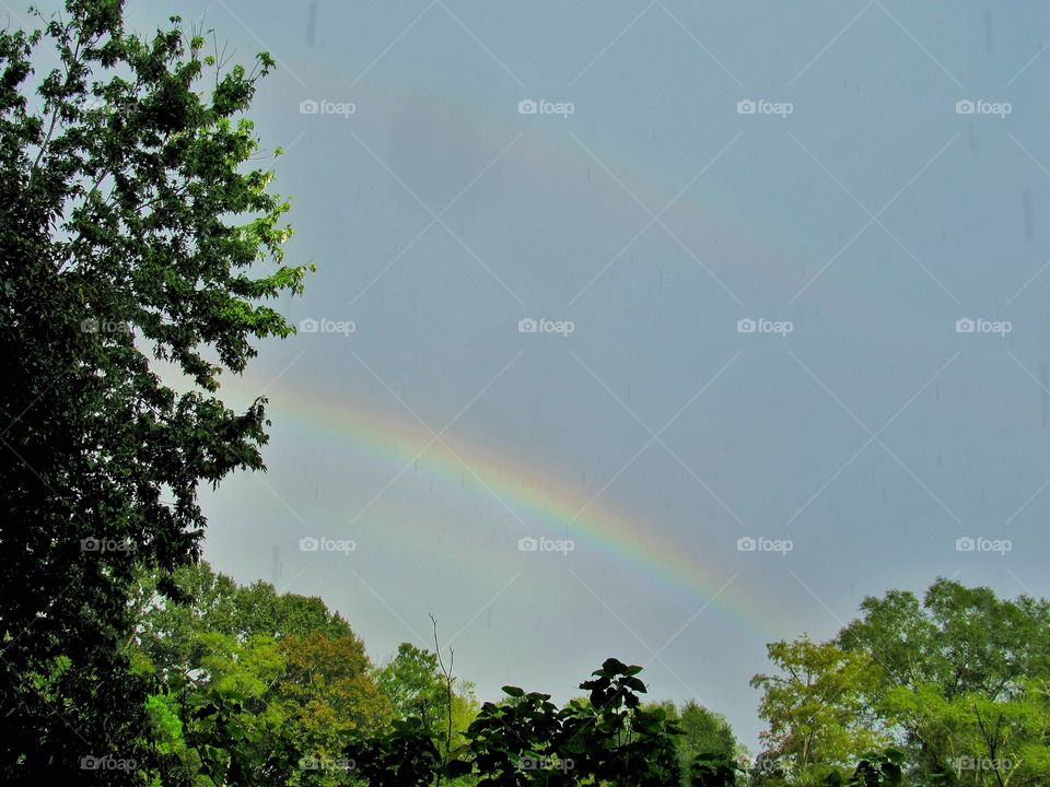 rainbow behind trees