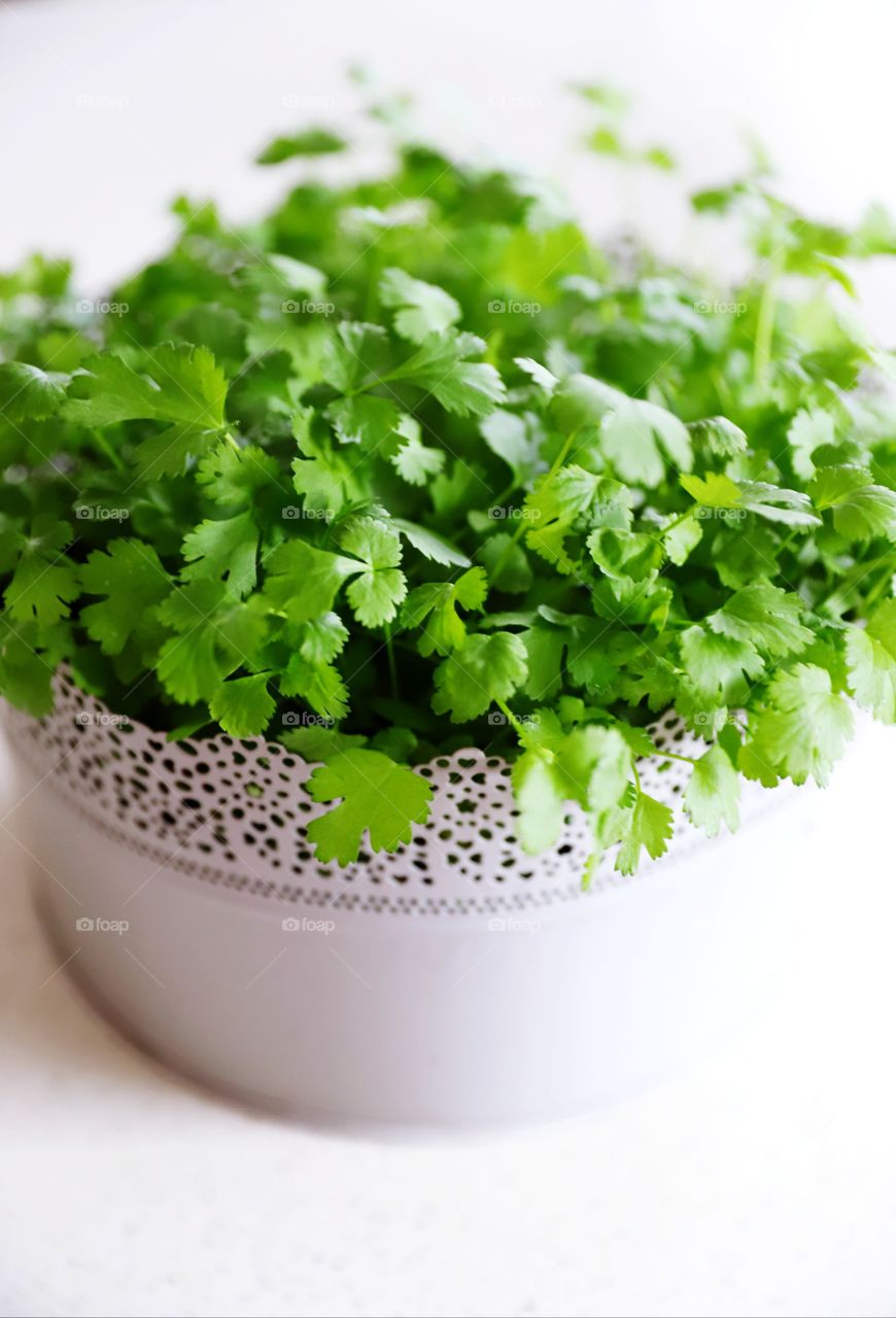 fresh coriander in the pot