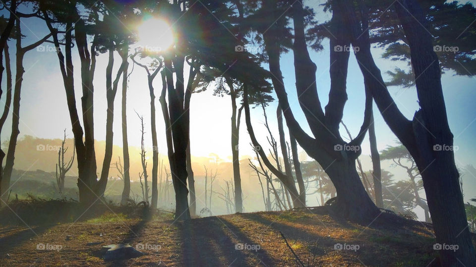 nature sun trees sunrise by runtographer