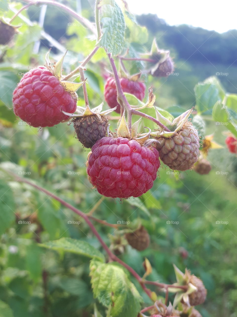 The moon is June. It is a picking of raspberry time. Full naturally grown raspberry.