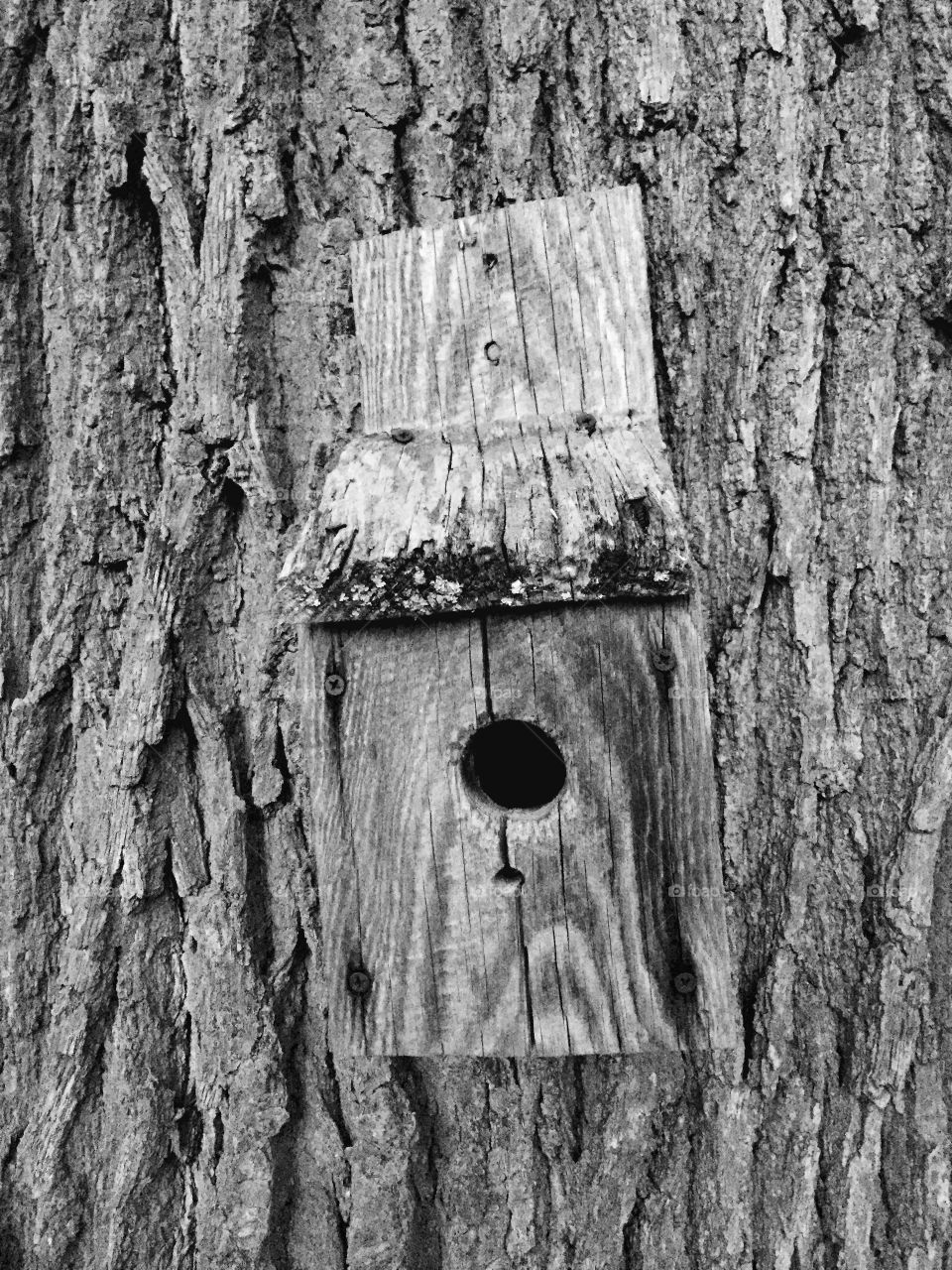 Incognito . This old bird house blends into the side of a much older tree. The two become one. 