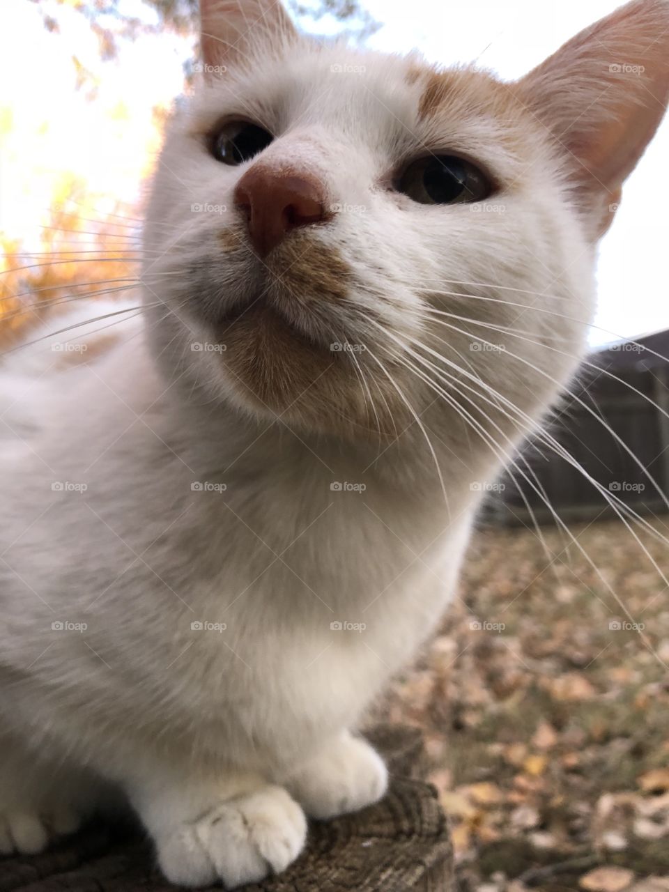 Feline friend outdoors