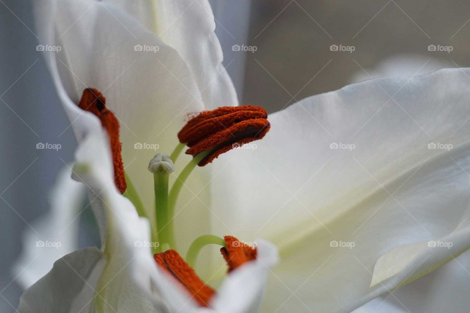 Lily White Flower