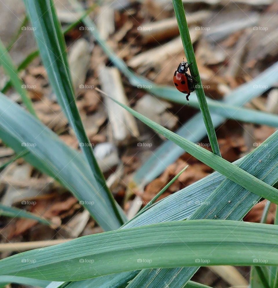 Ladybug in a forest glade, Russia