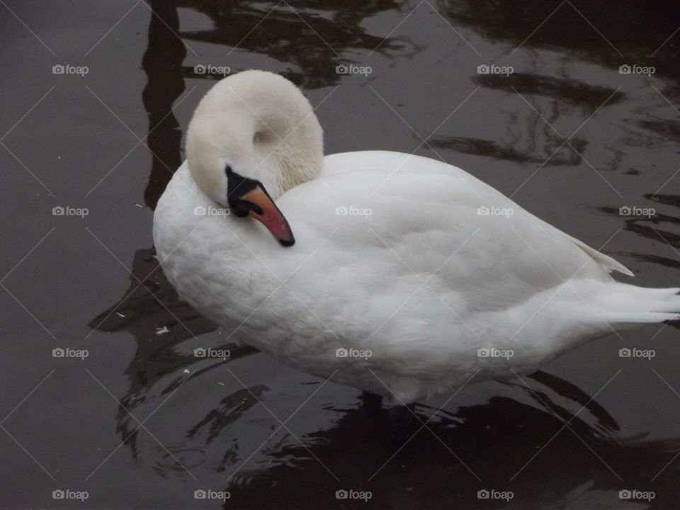 Swan, Bird, No Person, Water, Duck