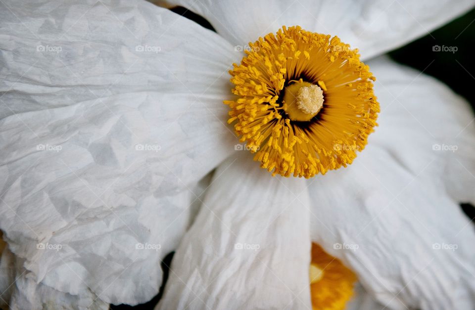 White Poppy Flower Detail, white and yellow 