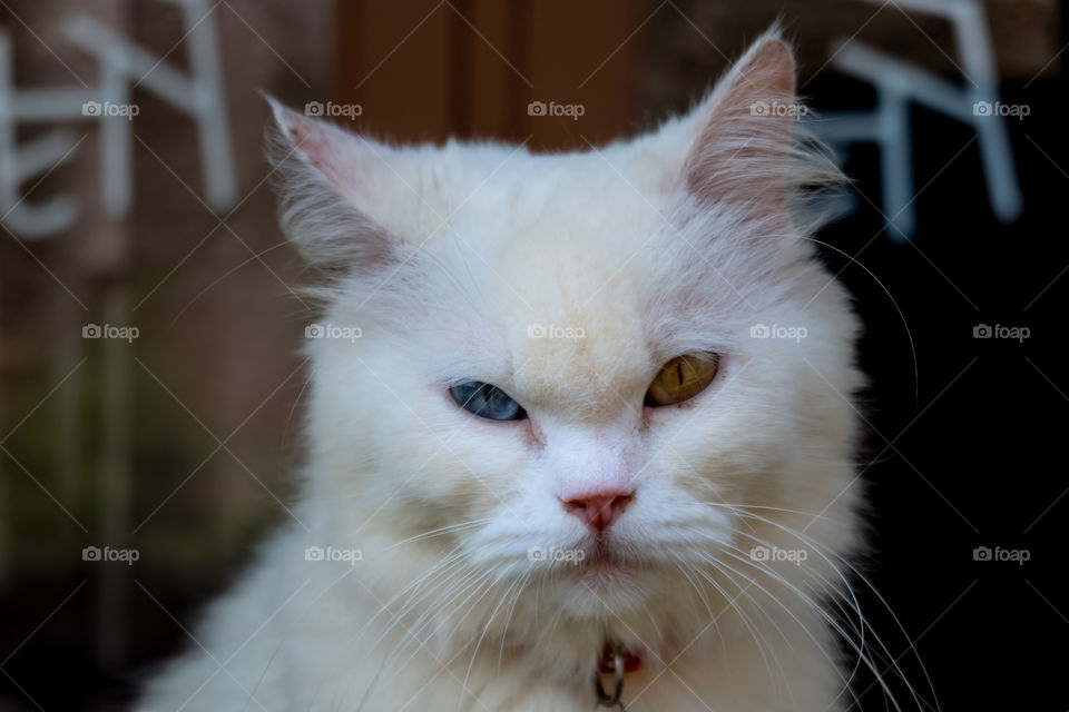 Close up persian long hair, angry looking cat, persian cat with odd eyes