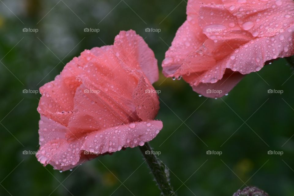 Pink poppies