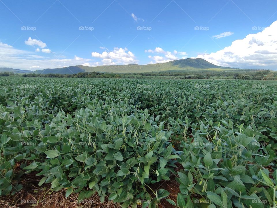 Soybean Field
