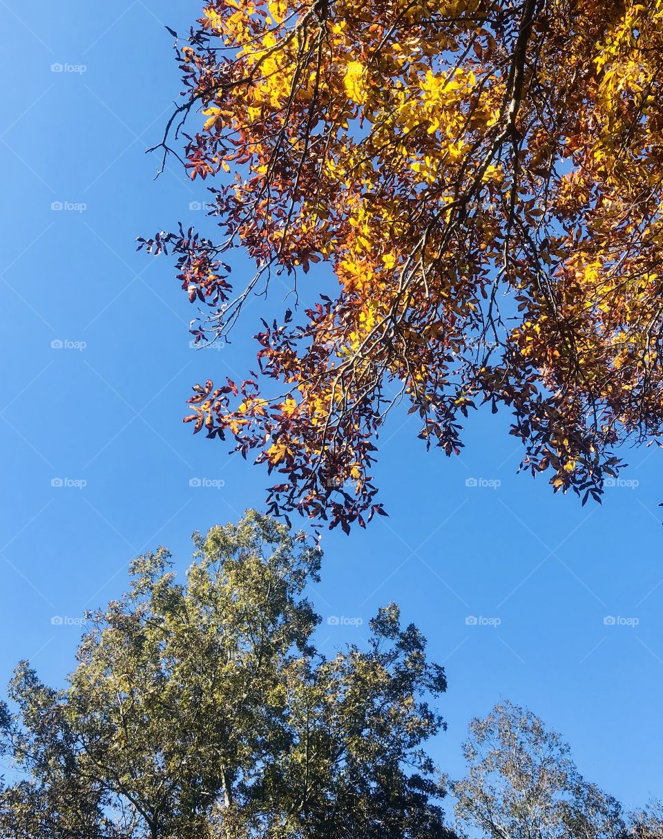 Crisp autumn sky with colorful tree canopy 