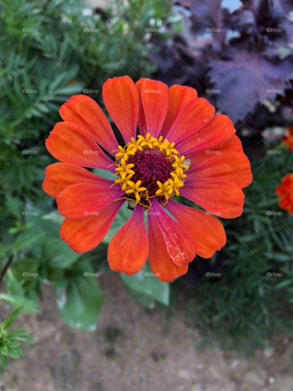 zinnia