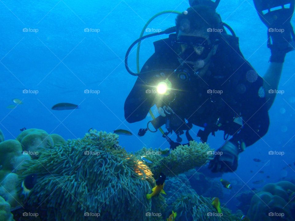 Diver inspecting coral; Laamu Atoll, Maldive Islands; Indian Ocean 