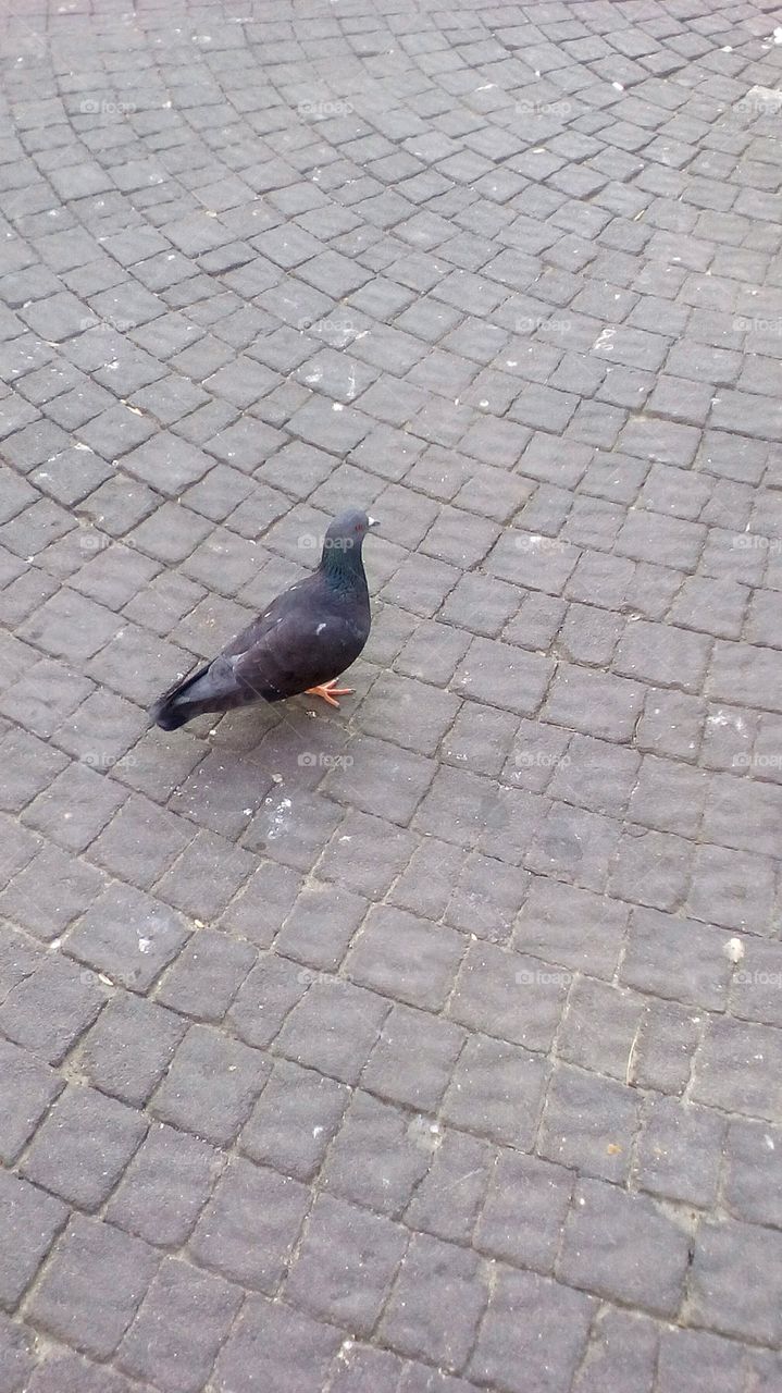 One bird on pavement in street
