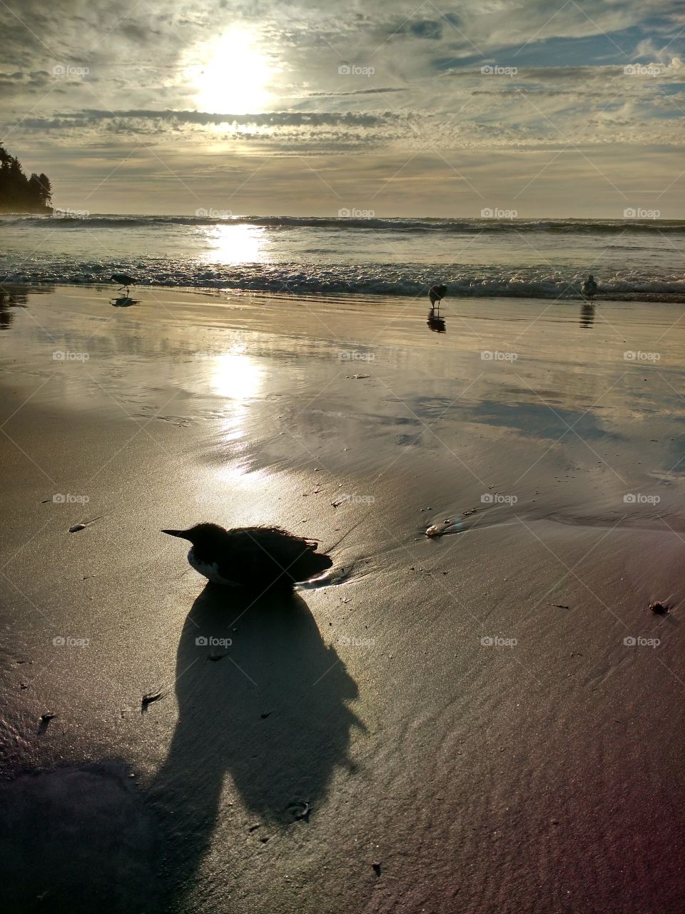 Washed ashore bird