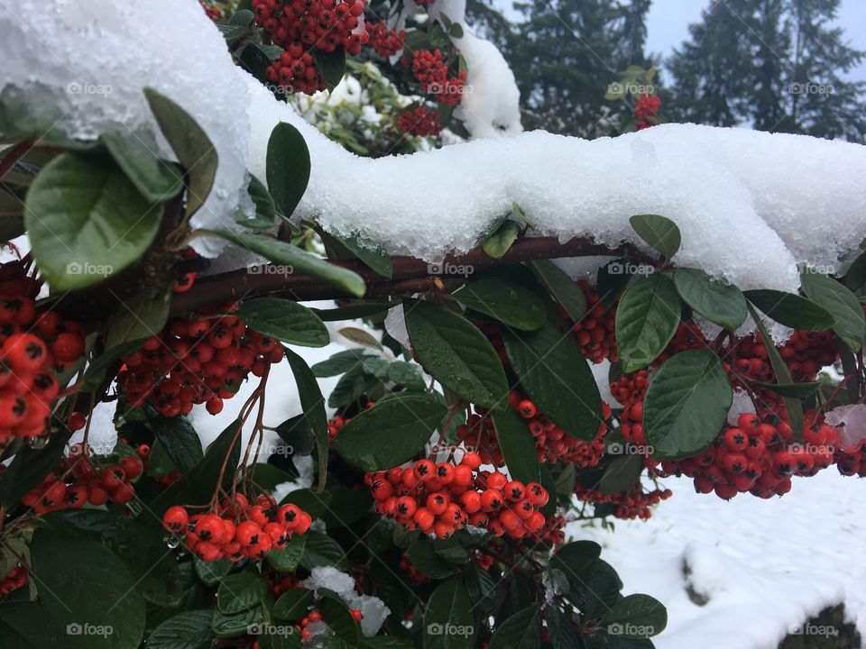 Winter berries on an evergreen bough covered in snow. 