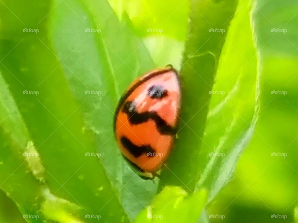 Beautiful of the ladybug.