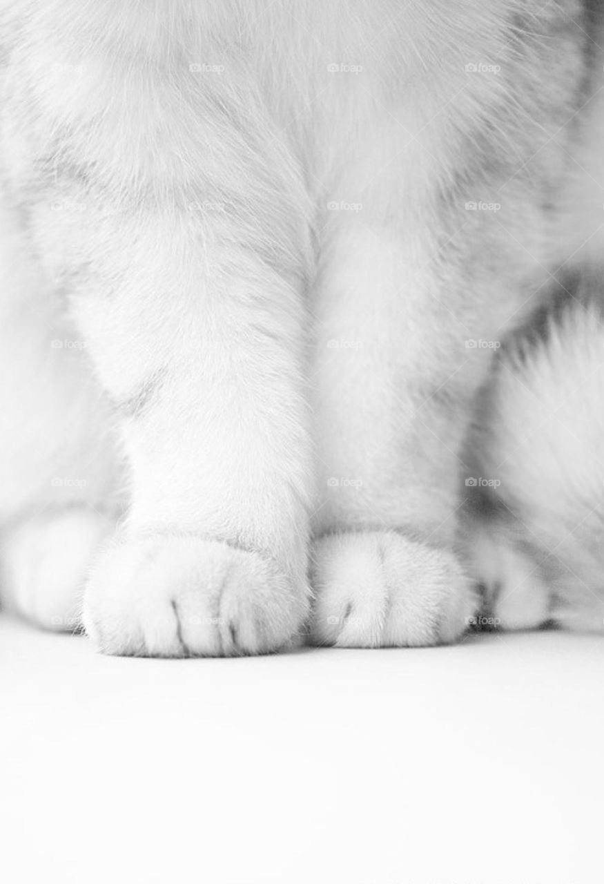 Cat paws