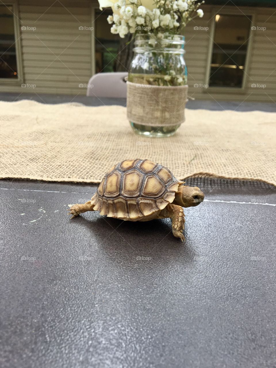 Tiny Tortoise