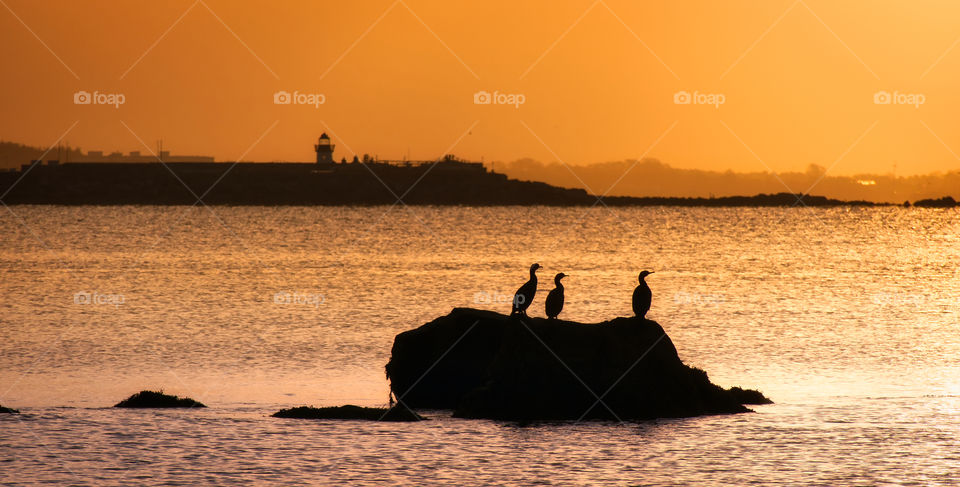 Three birds sitting on a stone